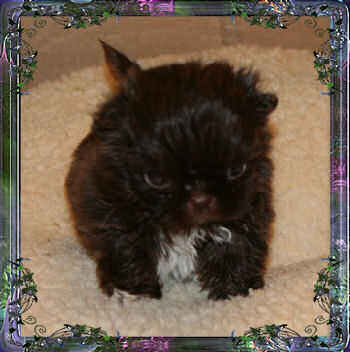 Chance tiny little chocolate male chinese imperial shih tzu puppy teacup